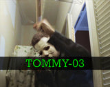TOMMY LEE WALLACE Monster-Mania 68 Autograph Preorder - PURCHASE FROM MA
